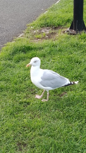 European Herring Gull