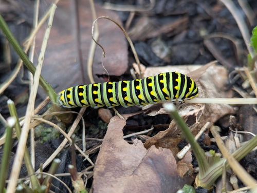 Eastern Black Swallowtail
