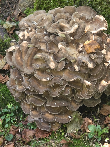 hen of the woods