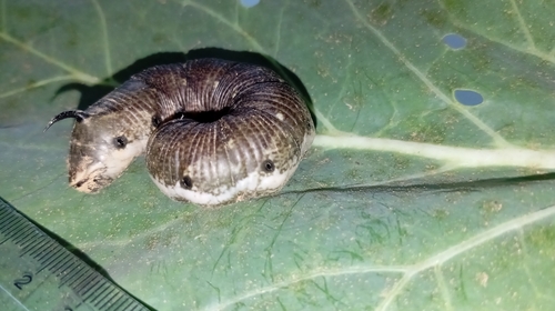 Convolvulus Hawkmoth