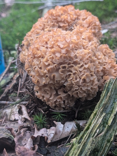 Cauliflower Fungus