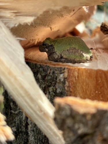 Cope's Gray Tree Frog