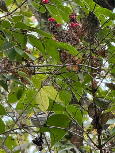 Black-throated Green Warbler