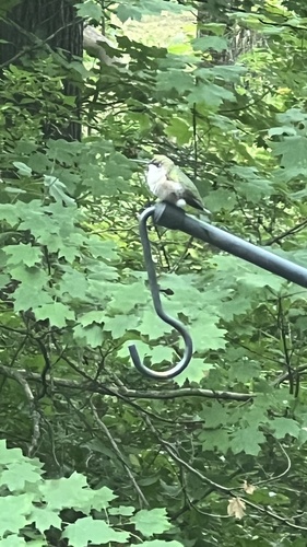 Ruby-throated Hummingbird