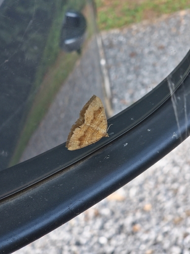 Yellow Shell Moth