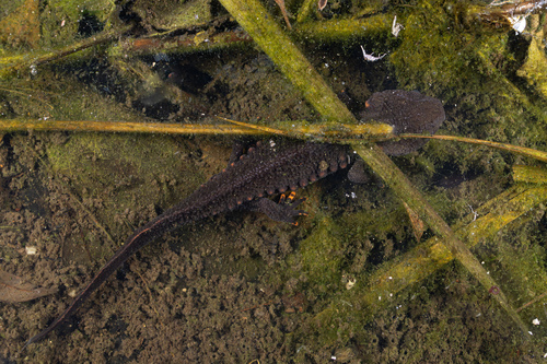 Ziegler's crocodile newt