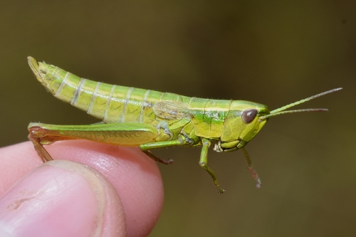 Small Gold Grasshopper