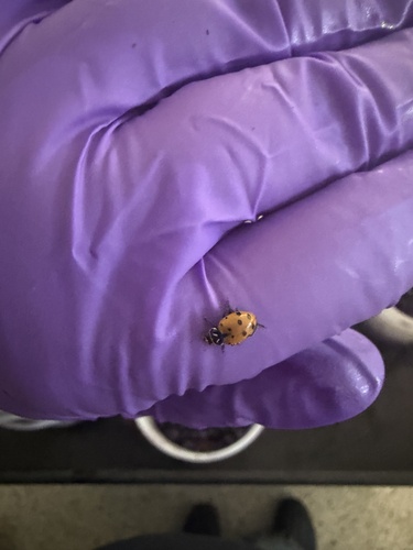 Convergent Lady Beetle