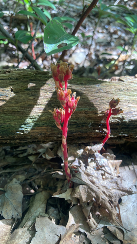 pinesap