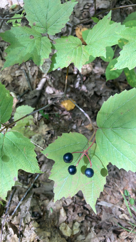 mapleleaf viburnum