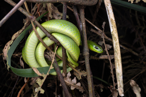 Chinese Green Snake