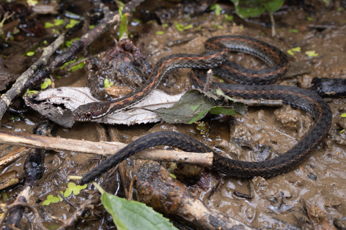 Shan’s keelback