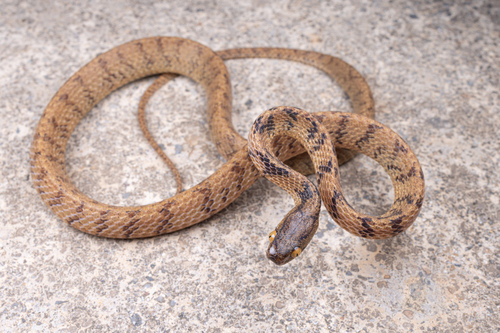 Hampton's Slug Snake