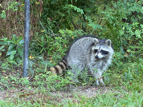 Common Raccoon
