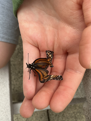 Monarch