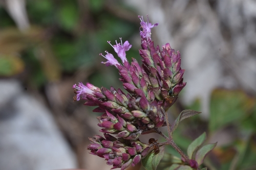Oregano