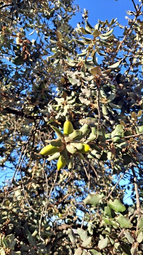 sweet acorn oak