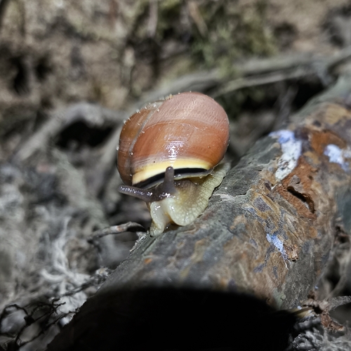 Brown-lipped Snail