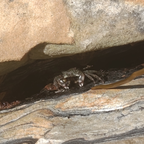 Marbled Crab