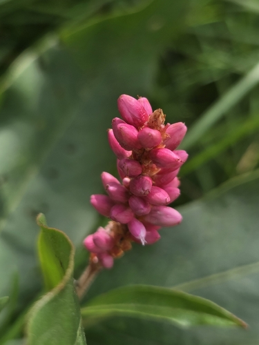 water smartweed