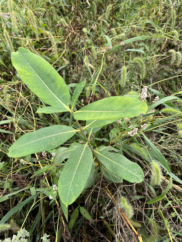 common milkweed