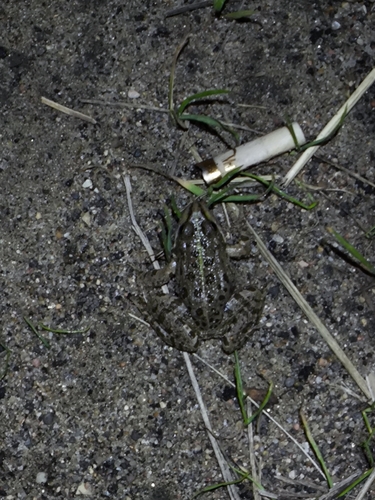 Marsh Frog