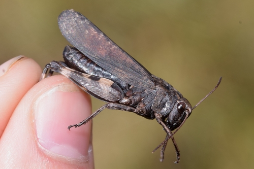 Rattle Grasshopper