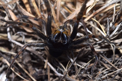 Radiated Wolf Spider