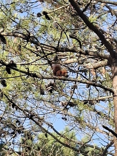 Eurasian Red Squirrel