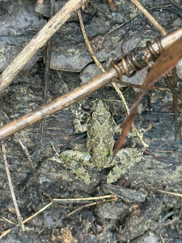 Blanchard's Cricket Frog