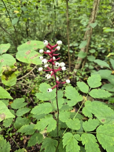 white baneberry