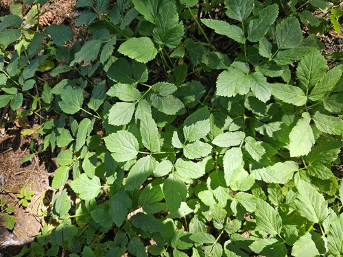 Goutweed