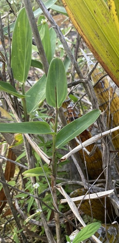 Maranta zingiberina