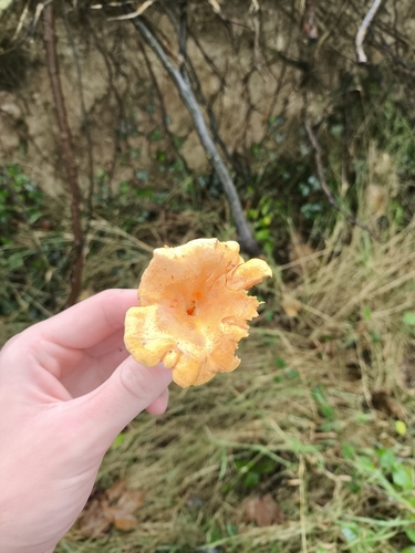 False Chanterelle