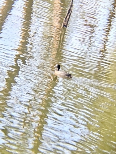 Eurasian Coot
