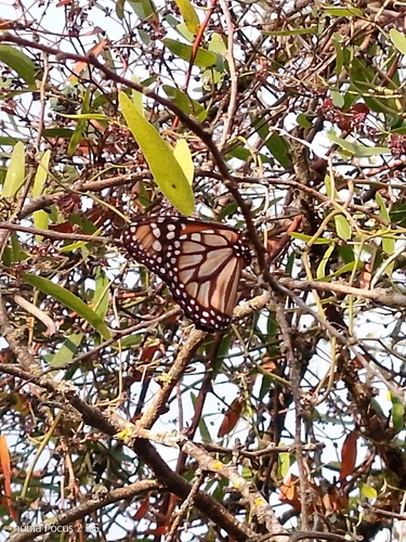 Southern Monarch