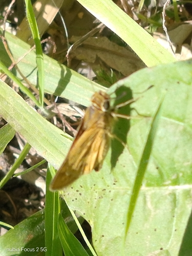 Fiery Skipper