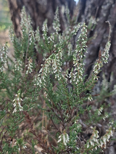 common heather