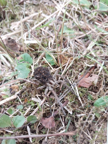 Radiated Wolf Spider