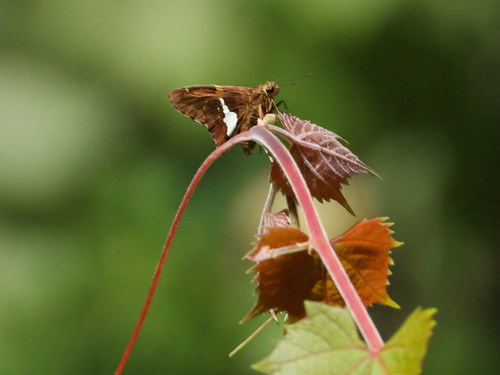 Silver-spotted Skipper