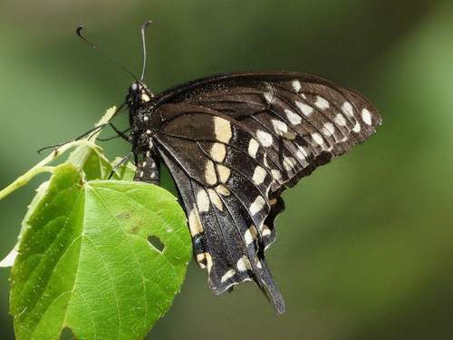 Eastern Black Swallowtail