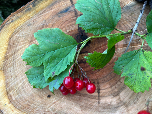 guelder-rose