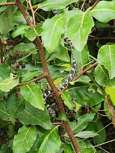 Central Ratsnake