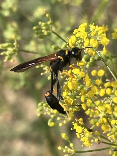 Yellow-legged Mud-dauber Wasp