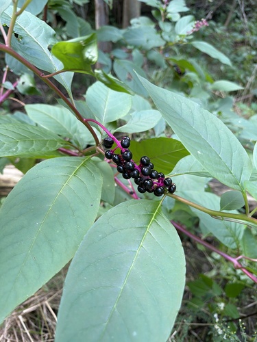 American pokeweed