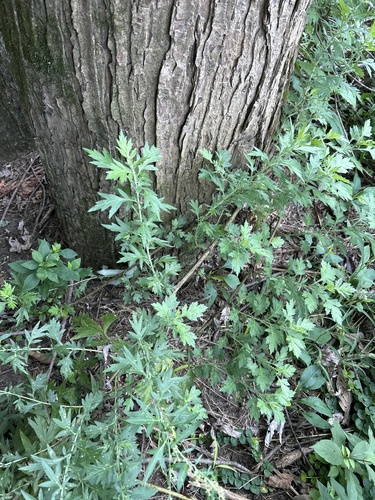 common mugwort