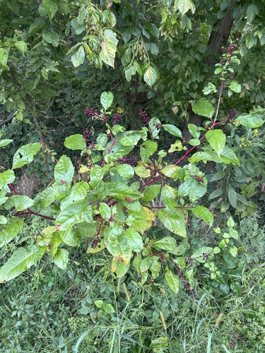American pokeweed