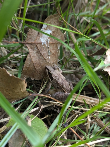Wood Frog