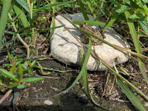 Northern Leopard Frog