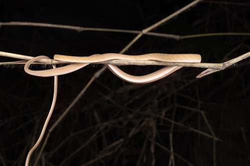 Oriental Whipsnake